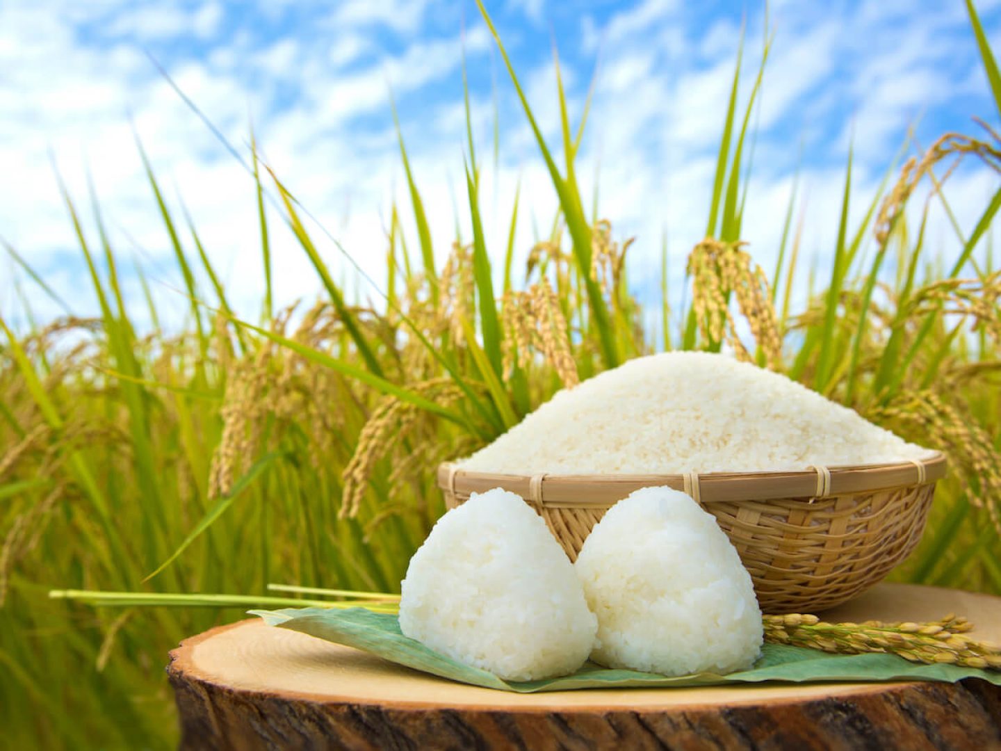 rice-fair_01